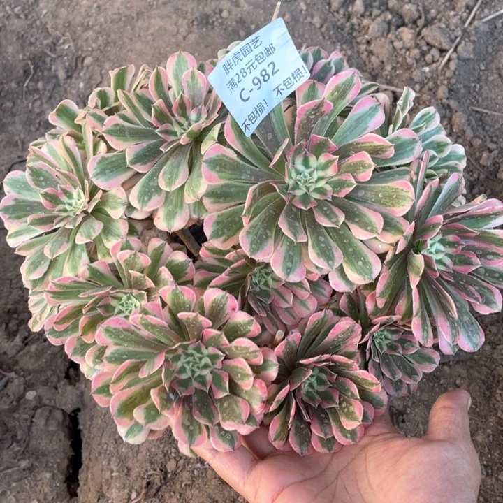 982粉铜多肉法师丛林