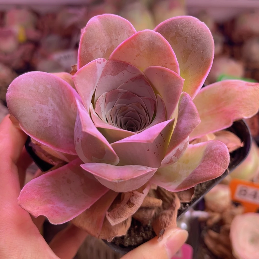 山地玫瑰脱土裸根发货229