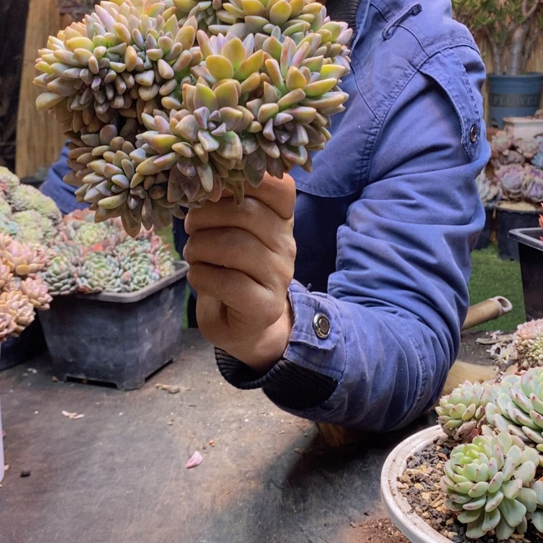 秀***！101淡雪缀化多肉植物