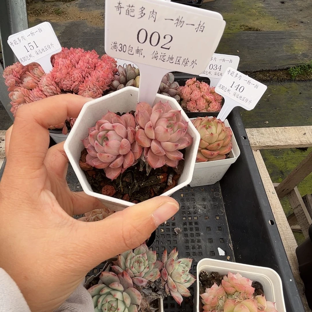 002 多肉脱土 群生不包整