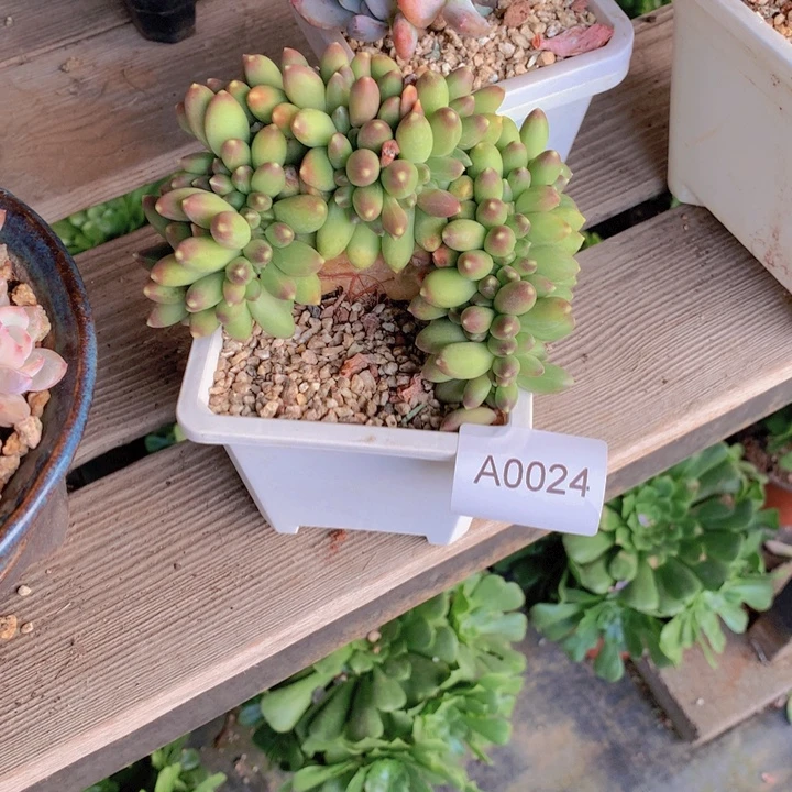 ල***࿐闪购多肉1棵a0024