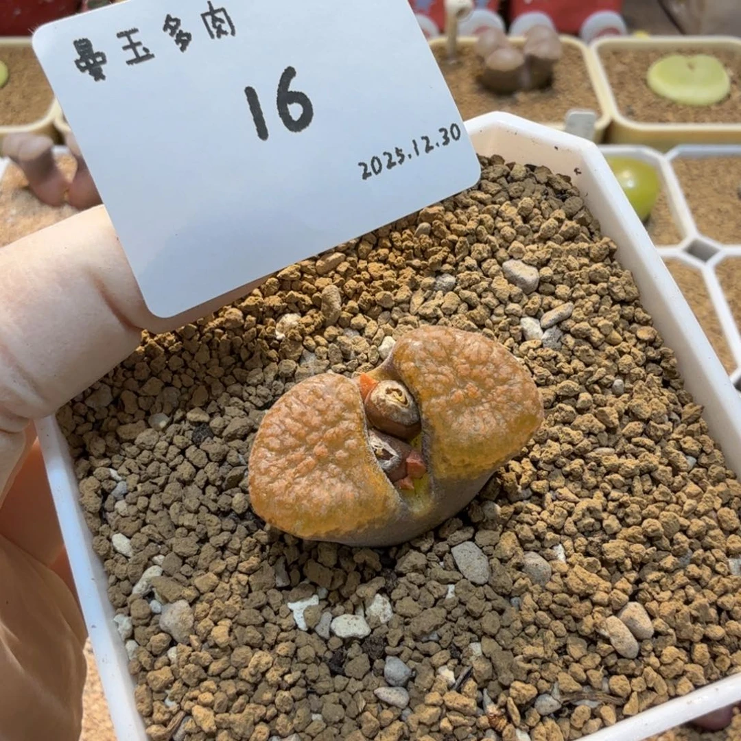 多肉多肉多肉12.31-016 超蛋1808.4