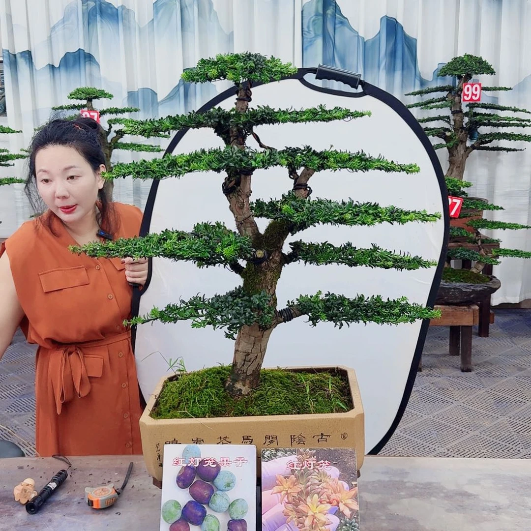 无花朵罗汉松一物一拍888