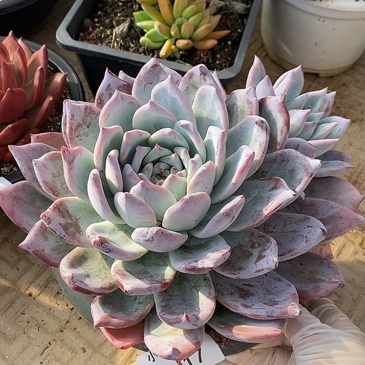 小七夕多肉不知名卡17