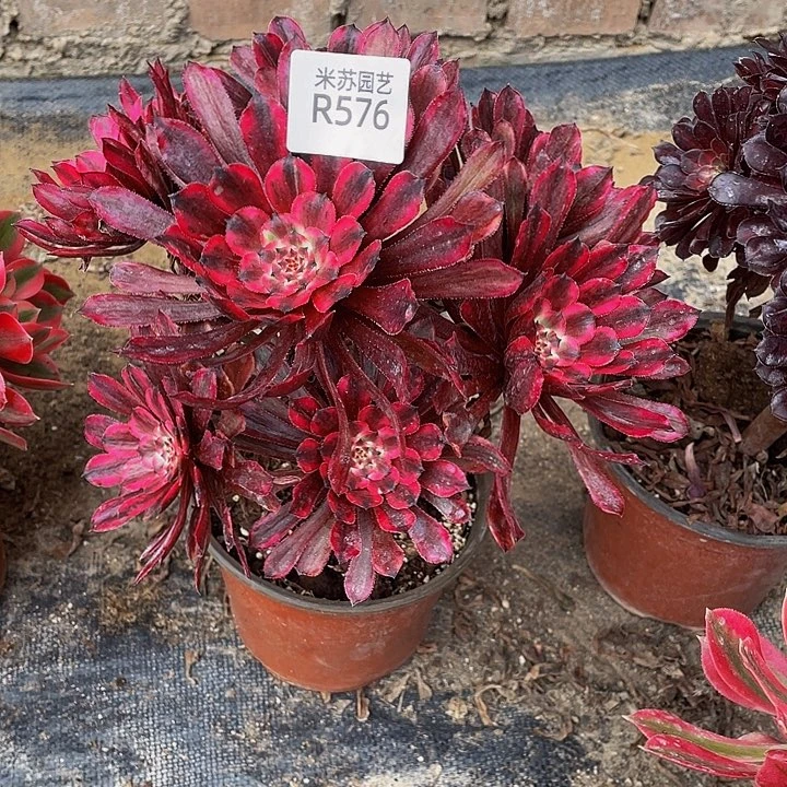 576多肉植物和植物