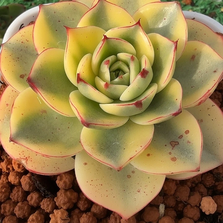 金牛座锦多肉锦植物