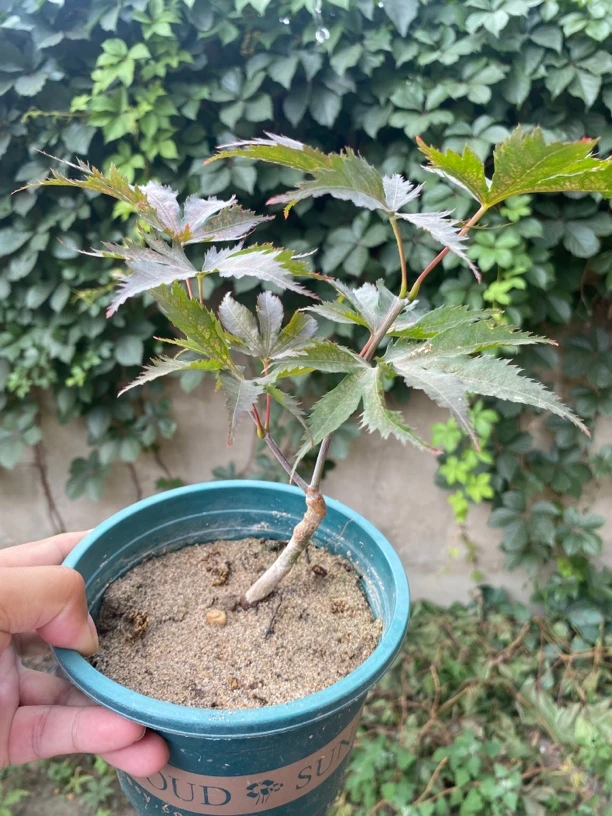 2号女神枫树微型绿植枫树盆景盆栽，红枫女神