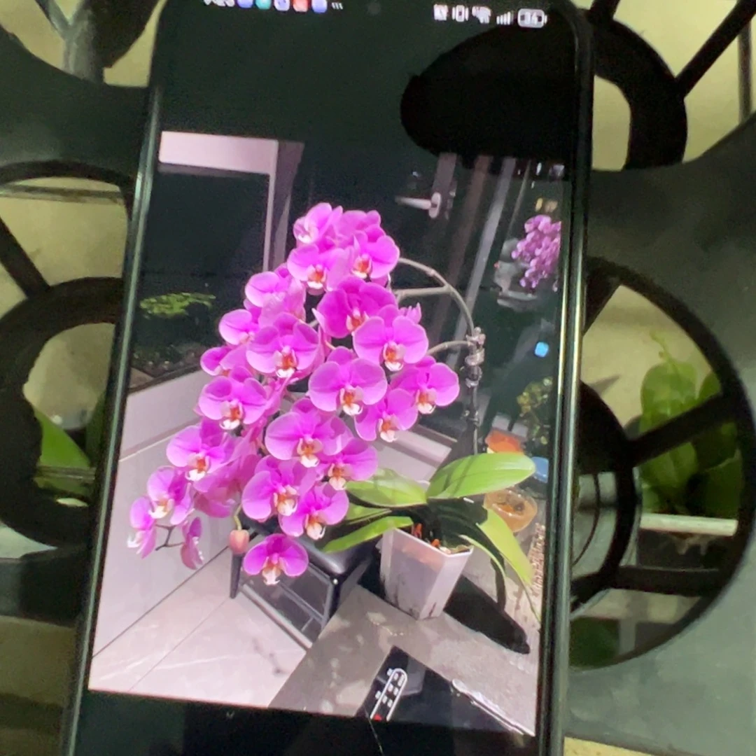 当前无花栽培后可以开花带剑大苗安娜浮力请凑单一颗不发货