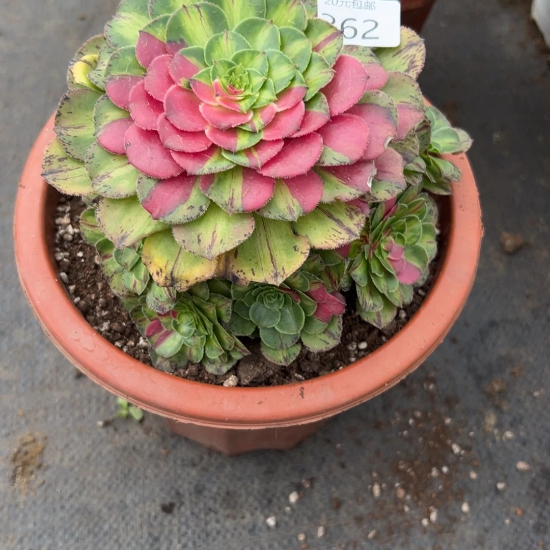 262知否无根多肉植物