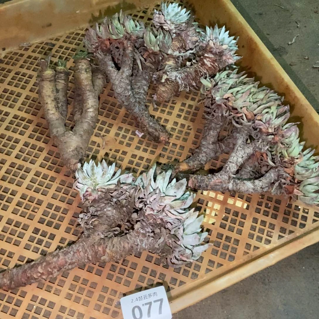077处理多肉植物