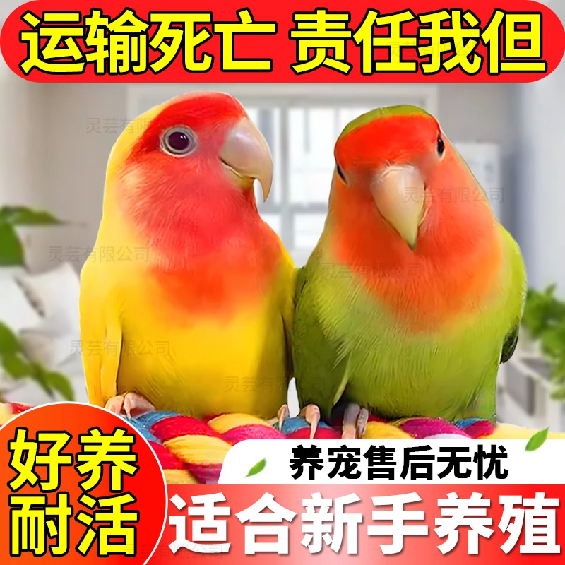 牡丹鹦鹉学说话雏鸟活体宠物鸟手玩特色鹦鹉手养鹦鹉亲人活体鹦鹉