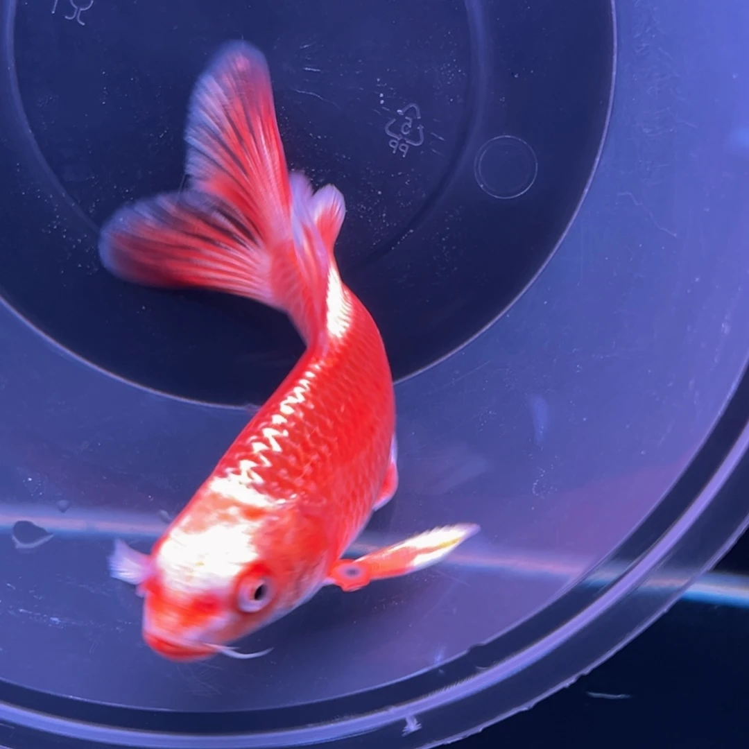 海水鱼冰**芦哈哈哈哈哈哈哈