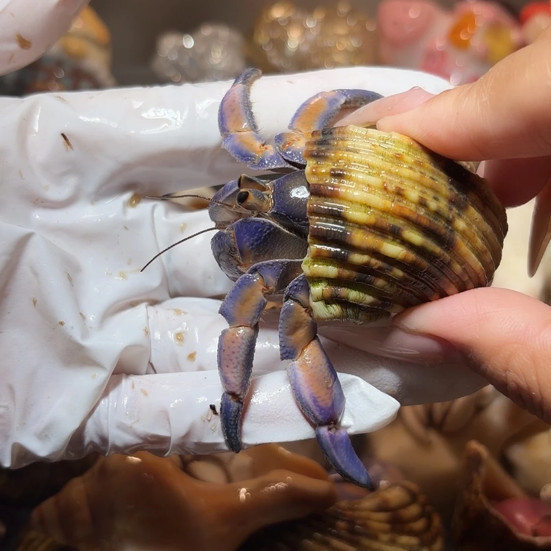 蓝橘紫路口径2.6口