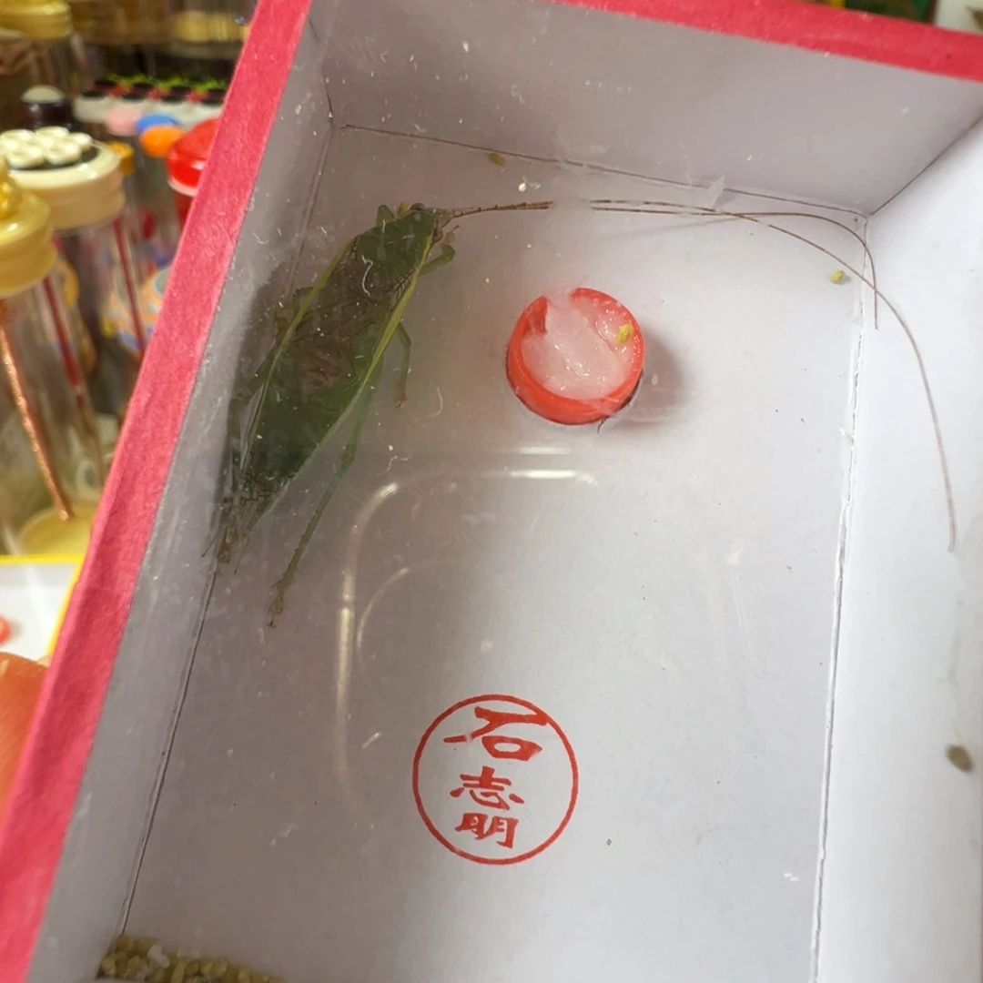 蟋蟀一只石金钟漂亮