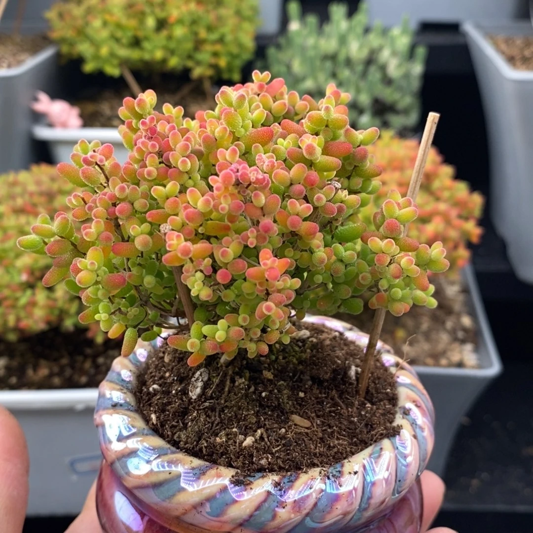 完全开放10号蜜橘糖球（6.5cm）