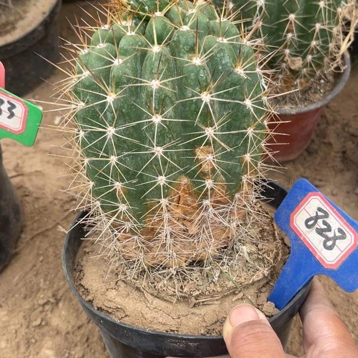 828，毛花柱荣耀瑕疵球