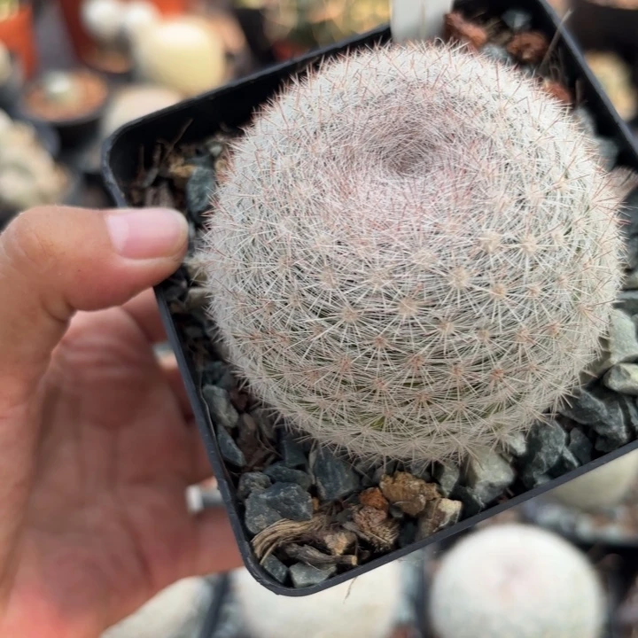 某***书1010实生满月好养皮实