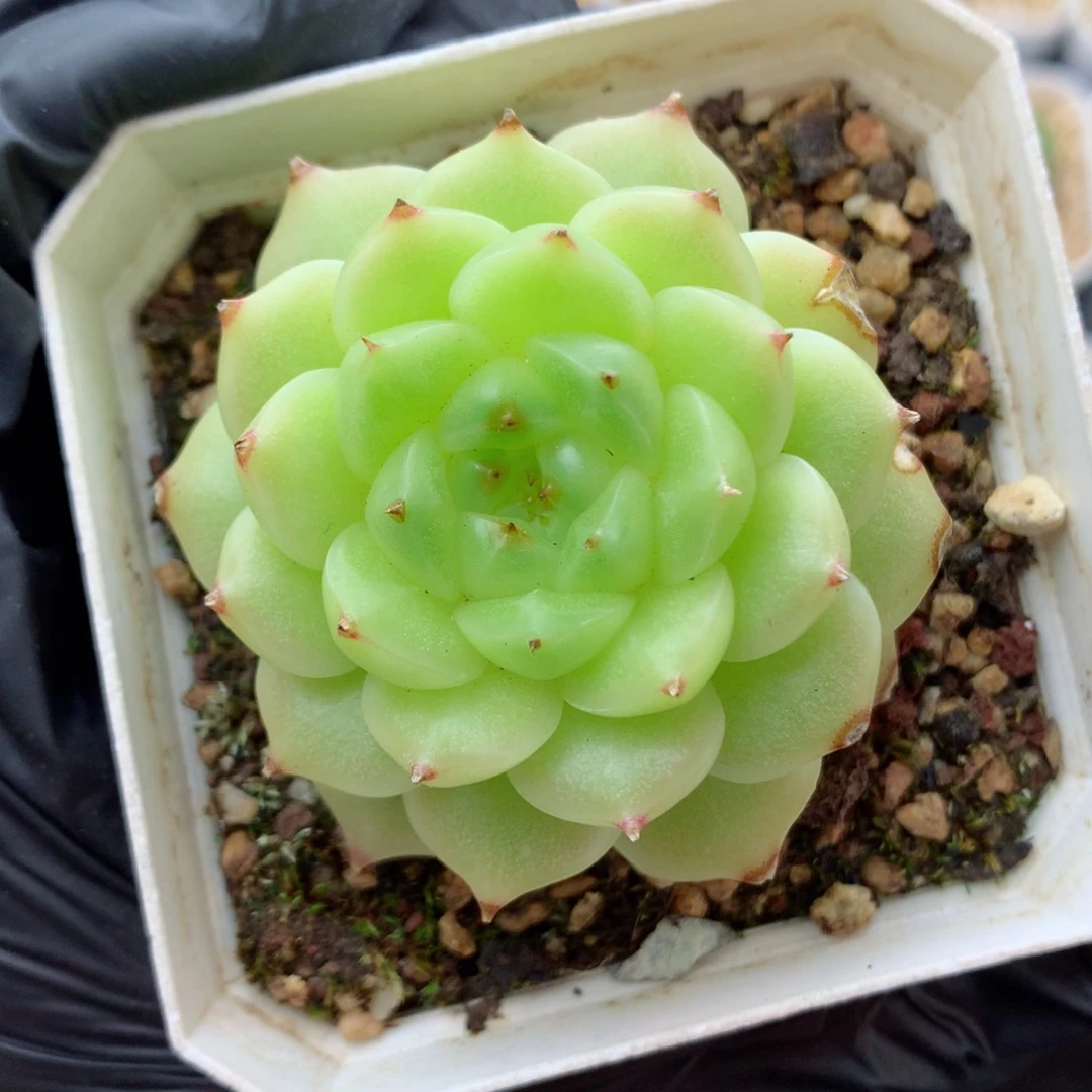 58包邮  群生不包整麦秆105