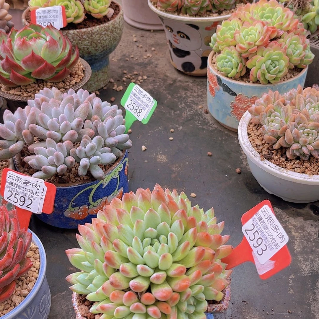 2593梅开花落。