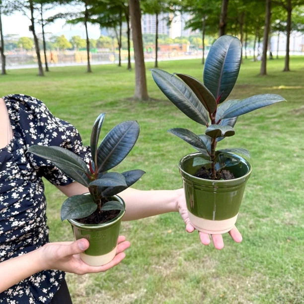 老桩黑金刚橡皮榕树盆栽盆景室内客厅办公室前台好养活花卉绿植