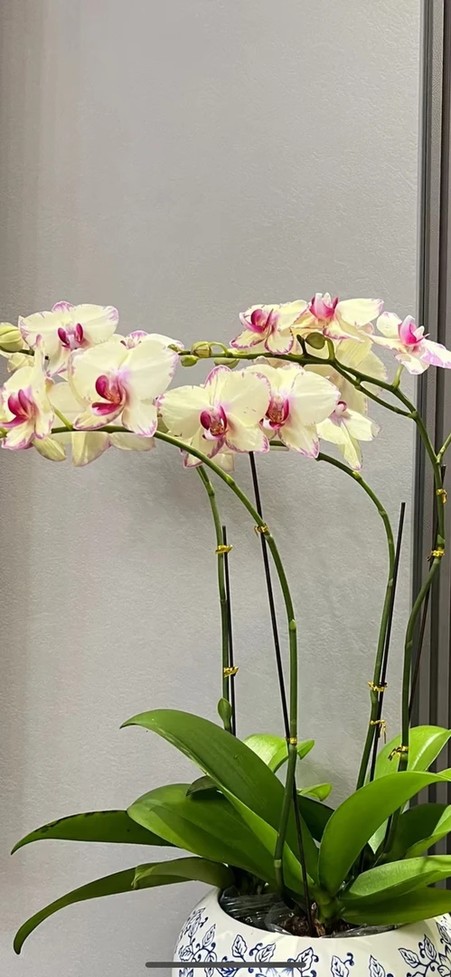 高品质蝴蝶兰《绿闪电》2.8寸杯 有返祖率 网红款 苗子