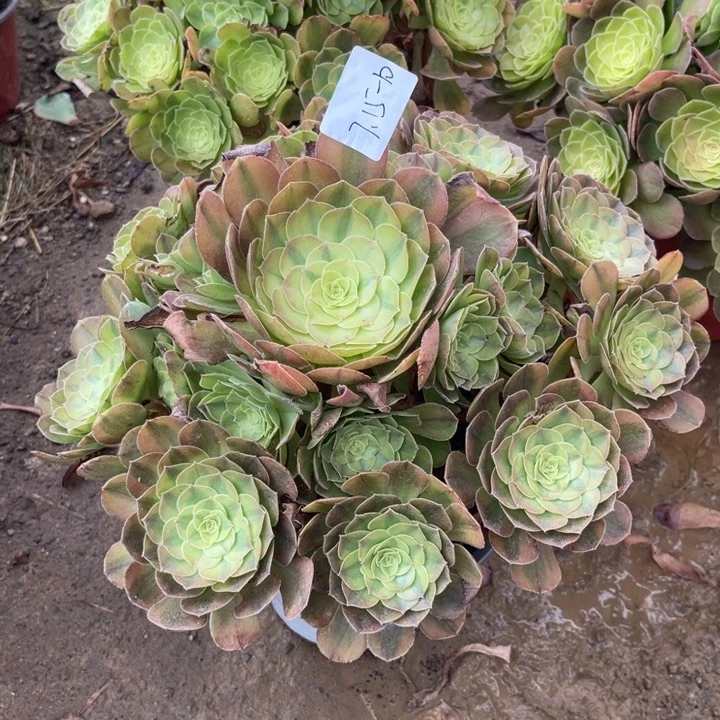 红***年7-15-10雨荷二代寄养