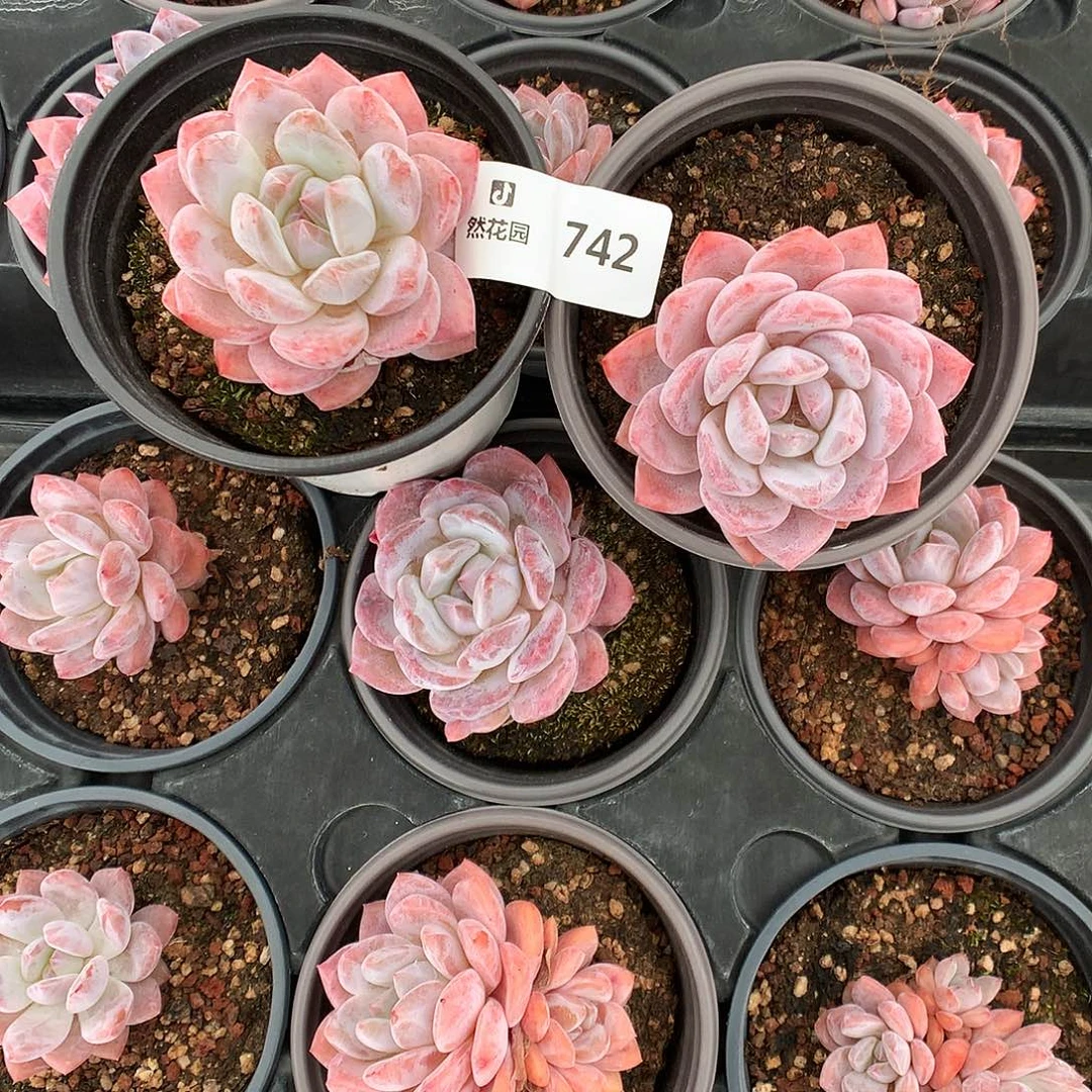 742雪天使多肉植物66