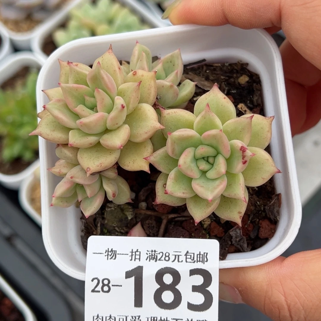 黄金璀璨多肉多肉多肉多肉