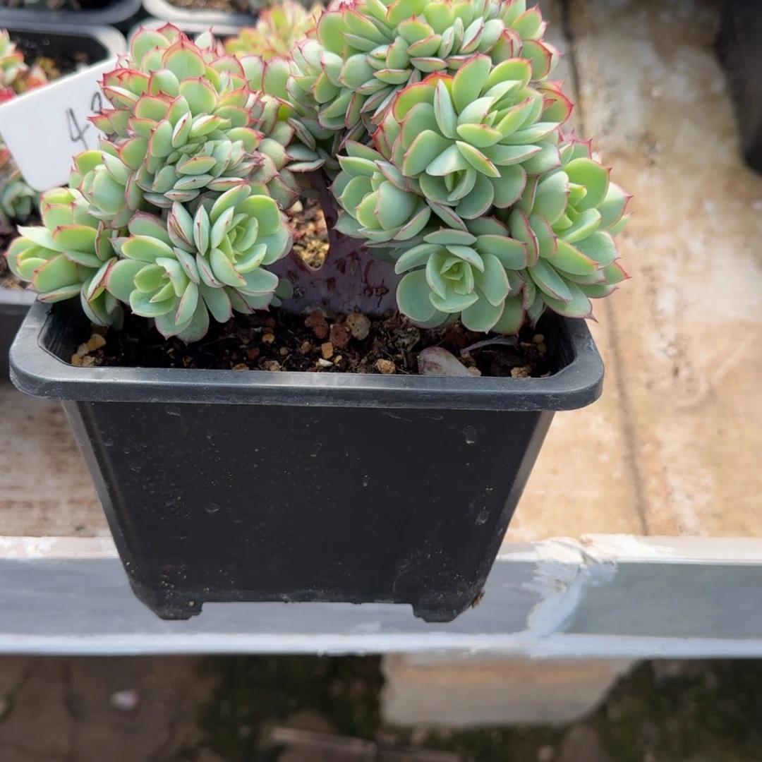 忘***～48 牡丹亭缀化