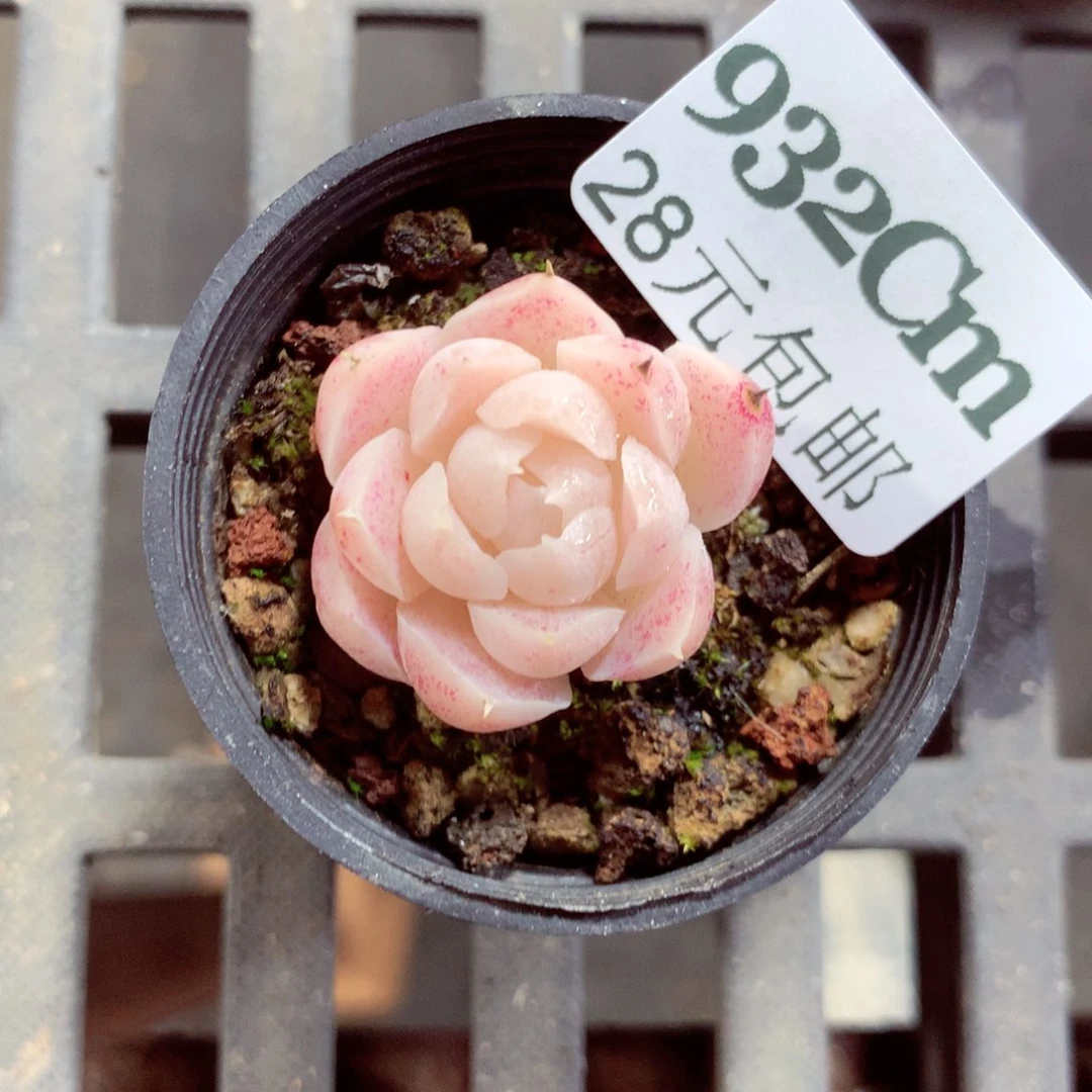 5厘米盆精控多肉932