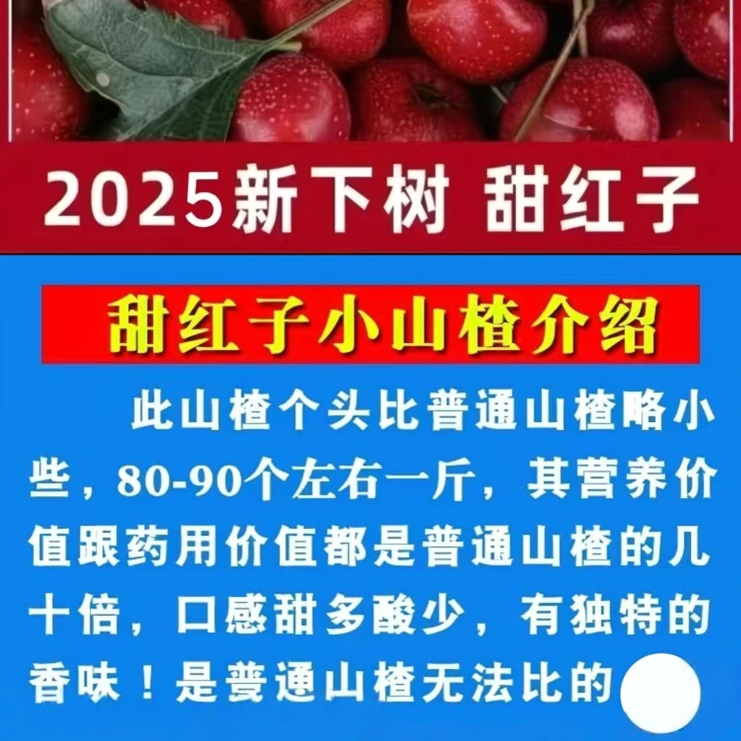 新鲜甜红子山楂山楂鲜果山里红酸甜可口生吃糖葫芦糖雪球七分泡酒