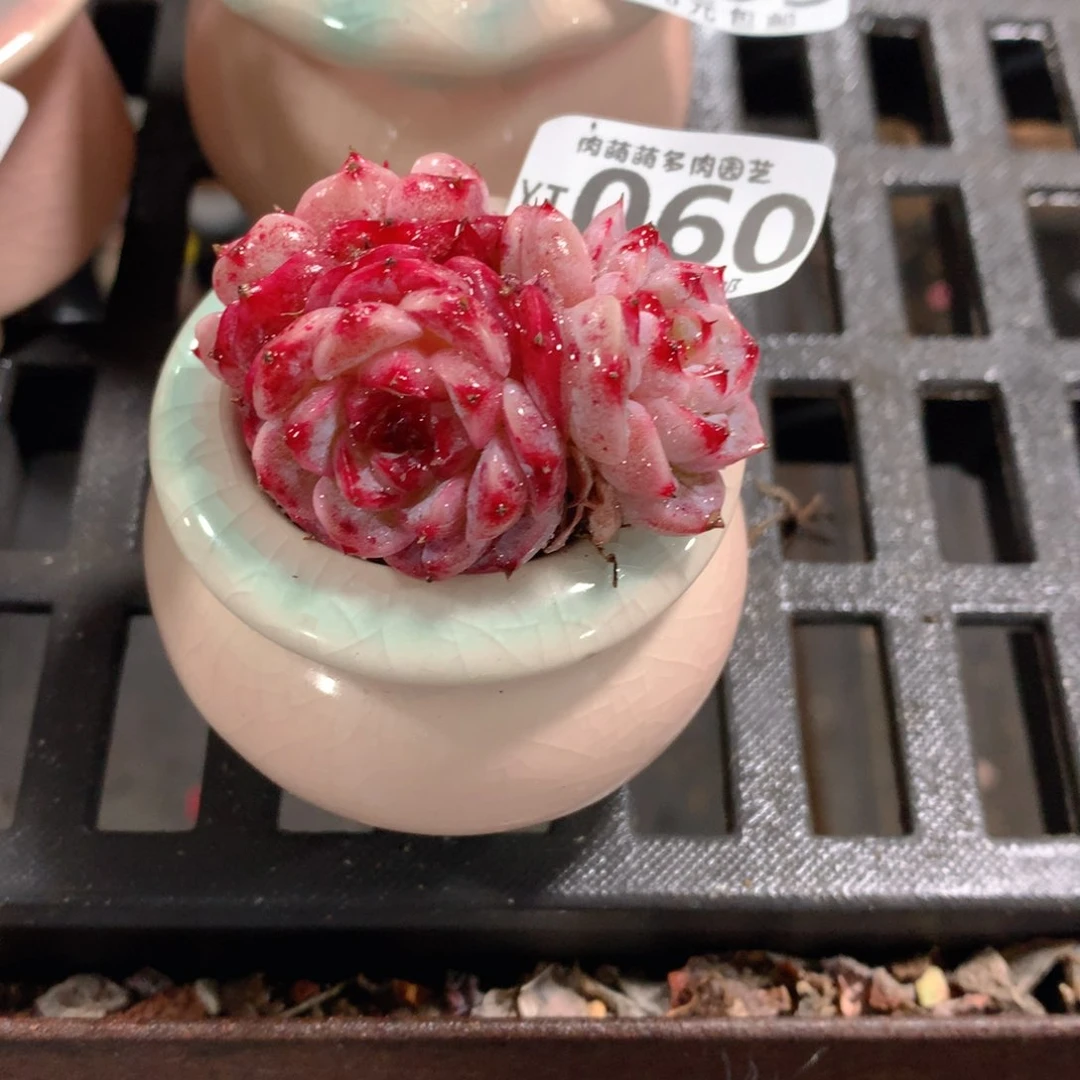 肉萌萌拇指盆精控多肉YT060