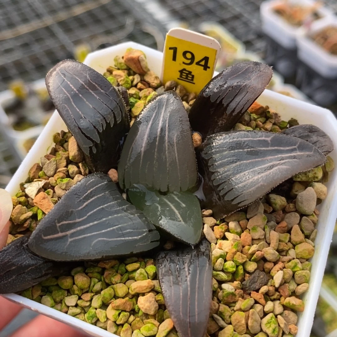 194云间克一物一拍