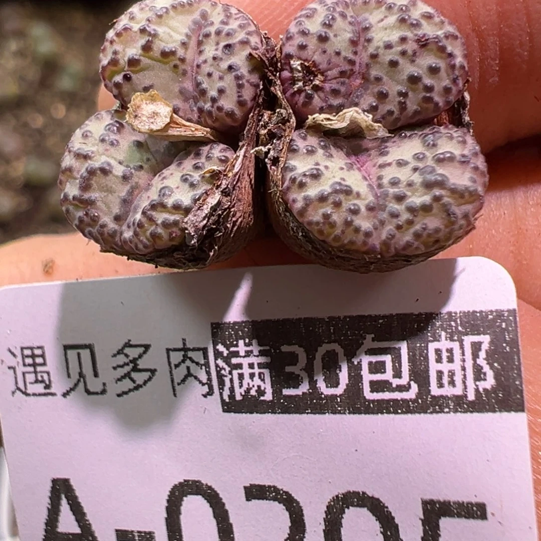 多肉植物11111111111