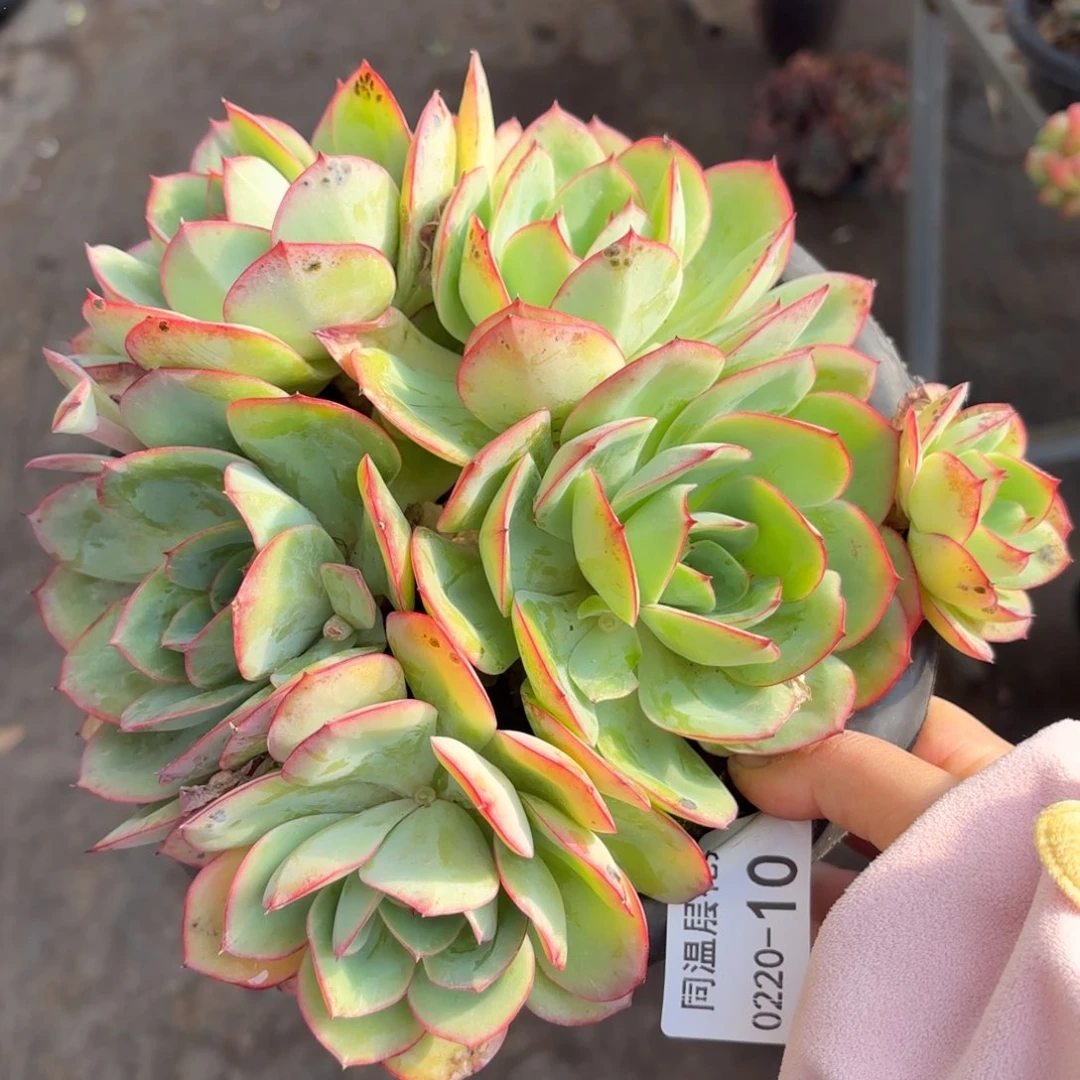 同温层多肉牡丹亭10