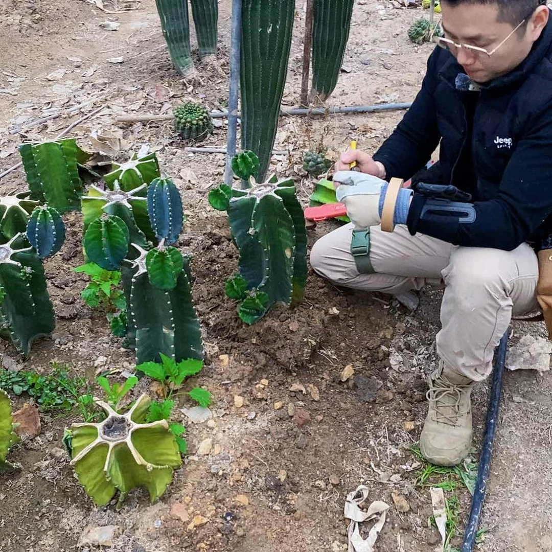 有**得8558秘鲁苹果母头有根