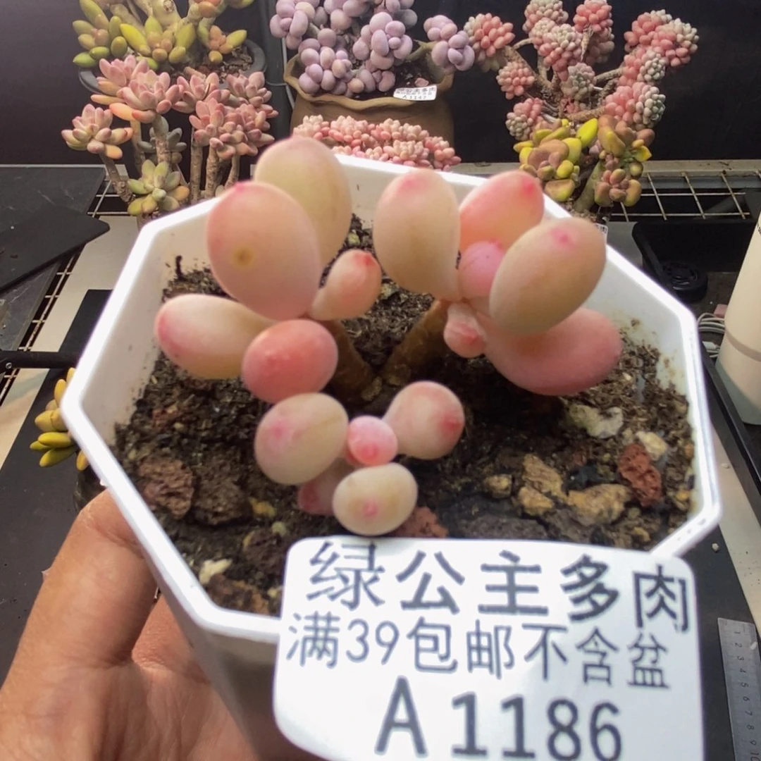 186苹果奶二代多肉4c m