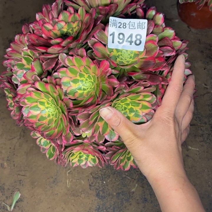 1948朝霞多肉植物