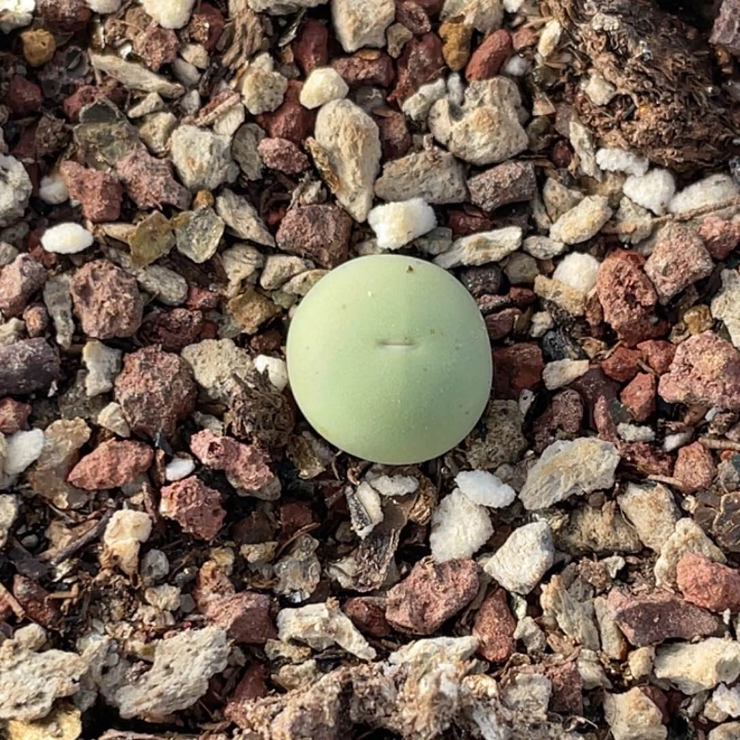 21-66肉锥433v嘴肉锥