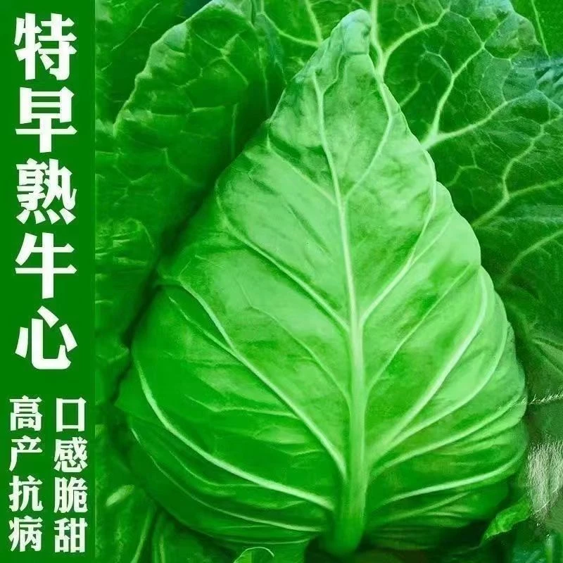 【全店满5包包邮】牛心甘蓝卷心菜种子