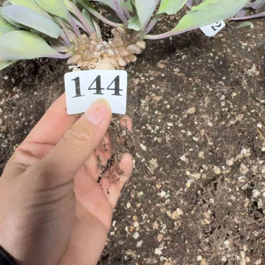 巴***巴蛮鬼塔厚墩菊多肉植物