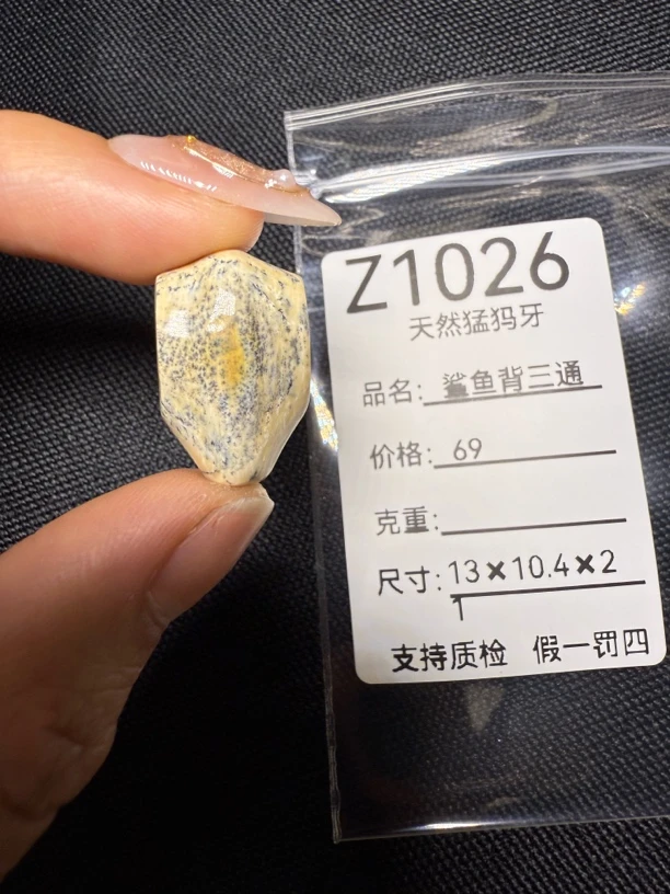 Z1026天然猛犸牙鲨鱼背三通配饰