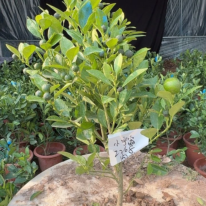 小***宙无花朵四季桔一物一拍22米