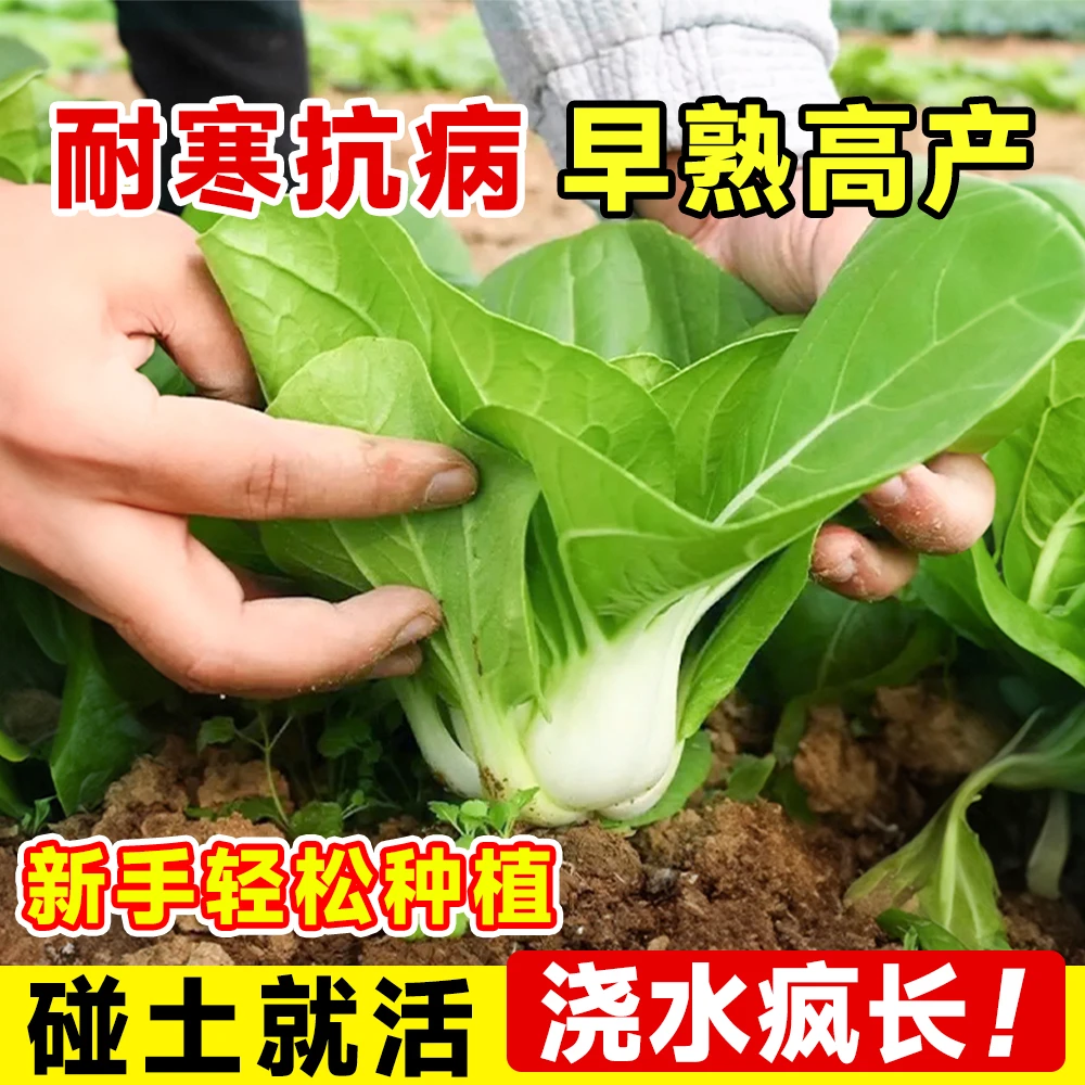 正宗南京矮脚黄菜籽奶油白菜种子孑小青菜阳台蔬菜种植苏州青种籽