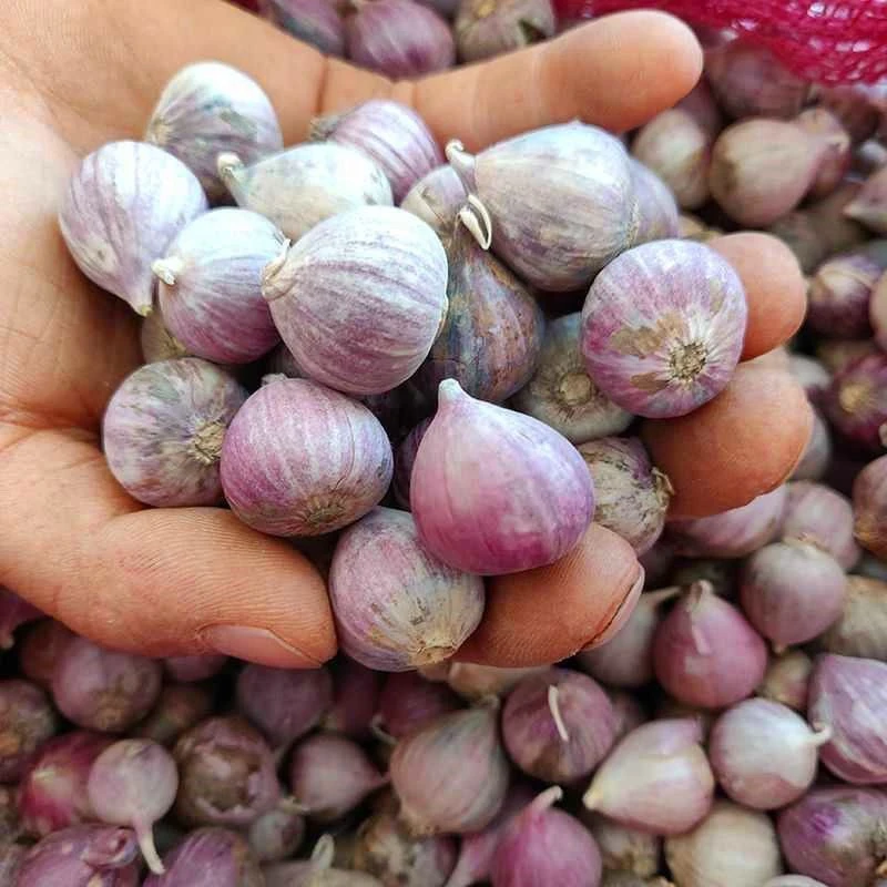 农家珍珠紫皮独头蒜批发价