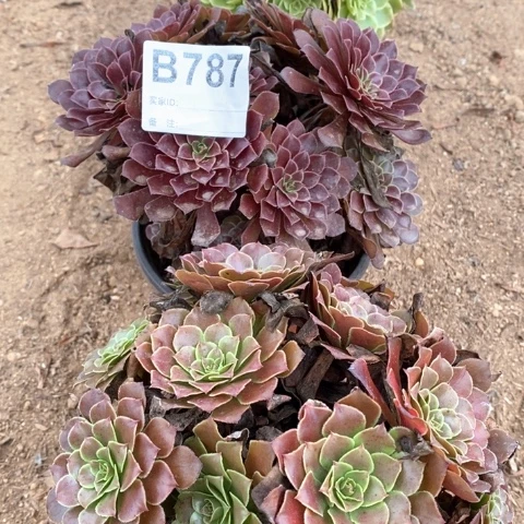 粉花妖铜壶法师多肉植物787