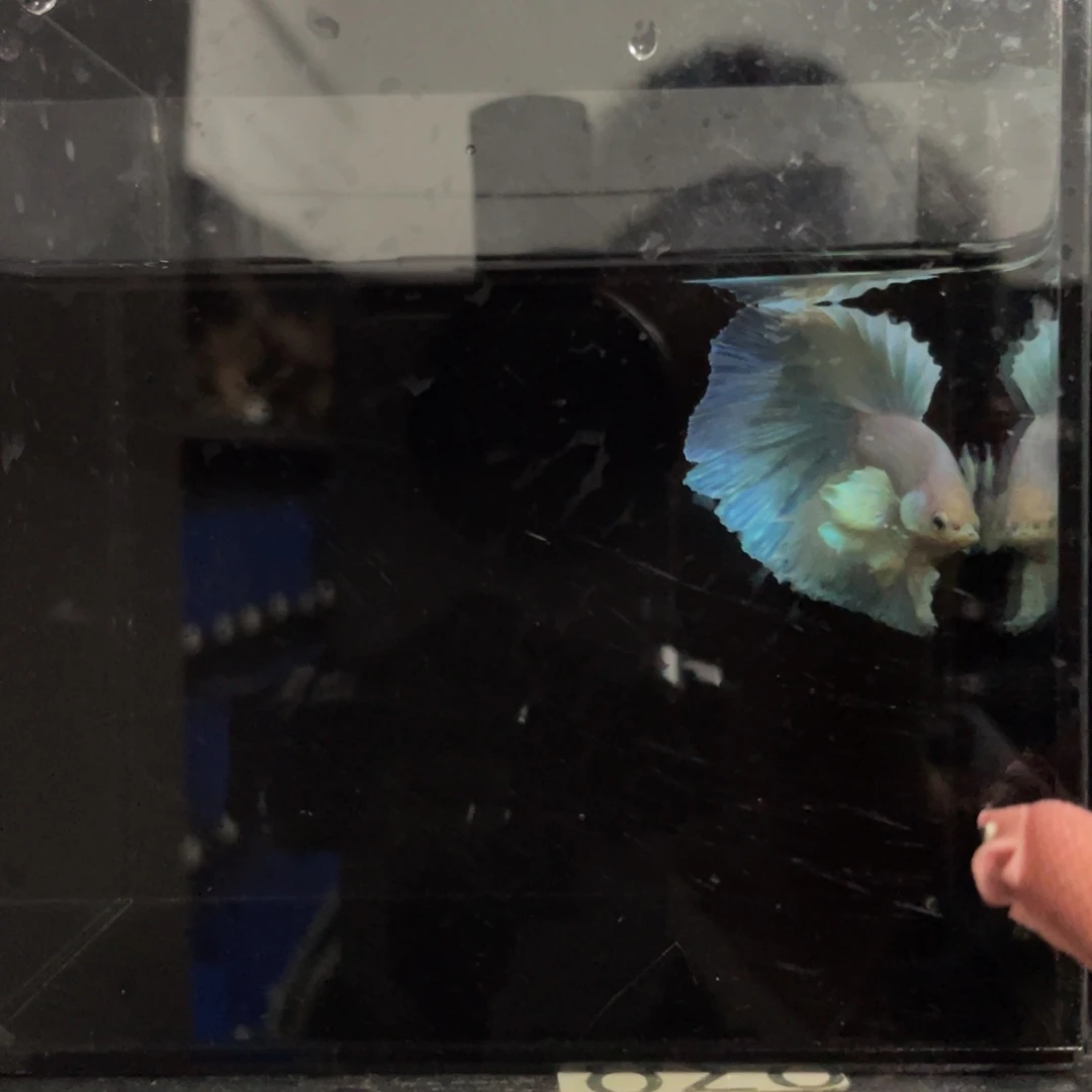 蓝口孵鱼哈哈傻哈哈说522