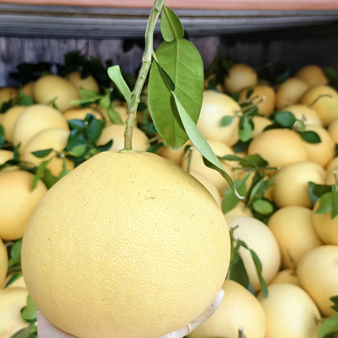 正宗玉环文旦柚4个装海塘老树甘蔗果非红心柚柚子甜柚子