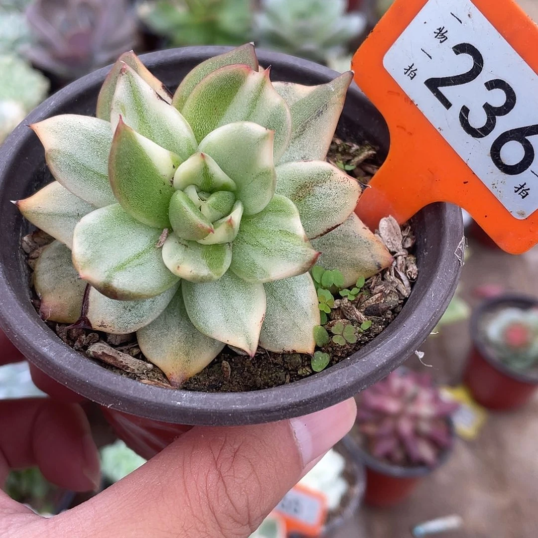 祝福花脸236号多肉