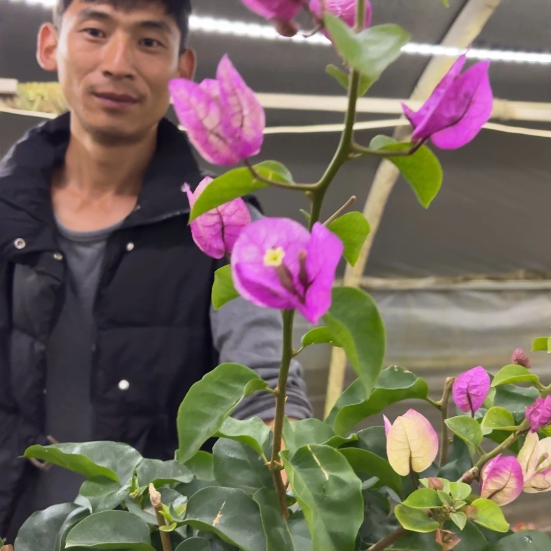 全部花苞（紫罗兰）三角梅会落花落叶会光杆苗有大有小